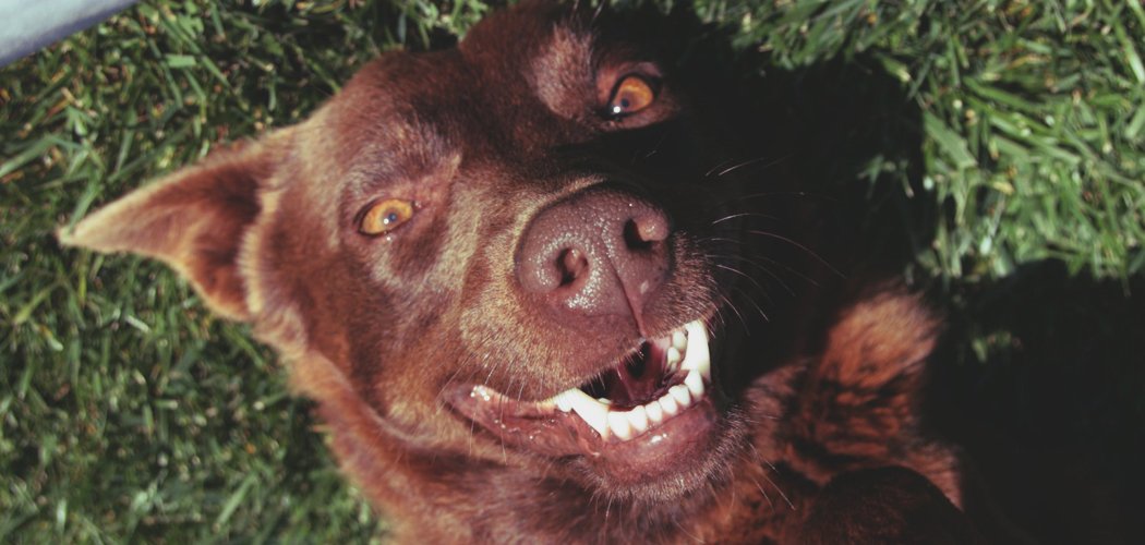 lessons i didn't learn from my dentist