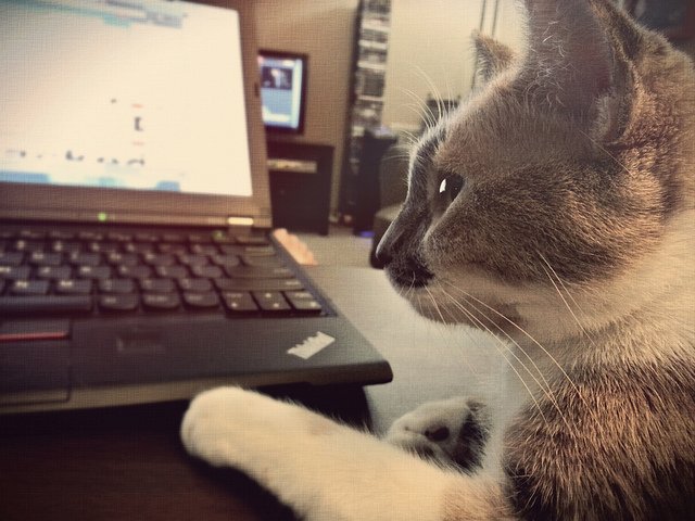 Because cats are the internet. Flickr photo (cc) by havenward